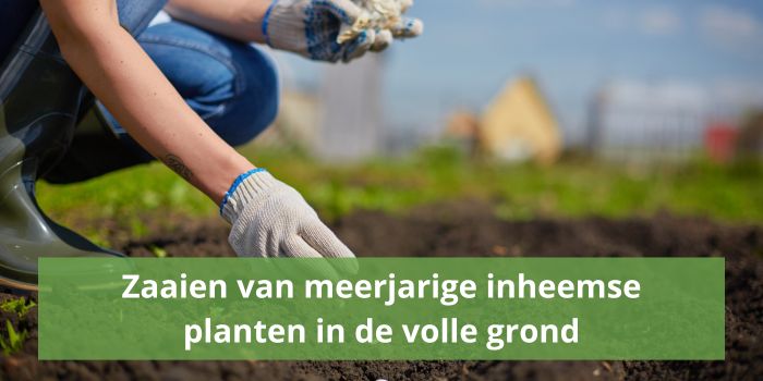 Zaaien van meerderjarige inheemse planten in de volle grond