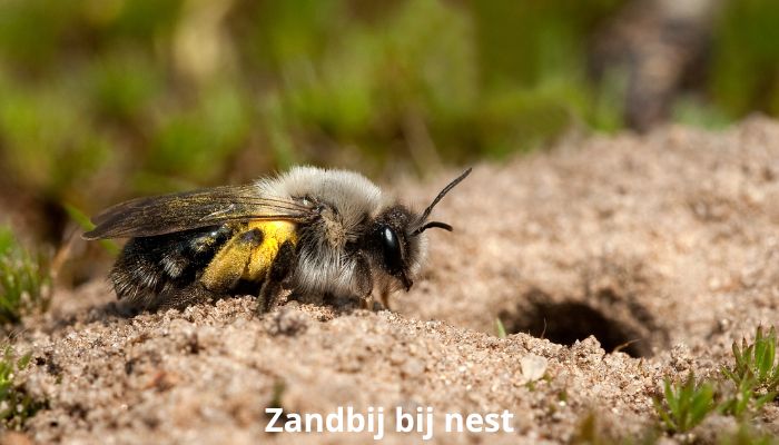 zandbij bij nest