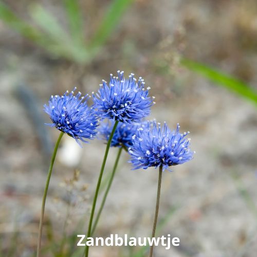 zandblauwtje