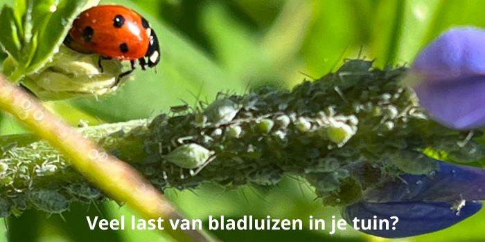 bladluizen in je tuin