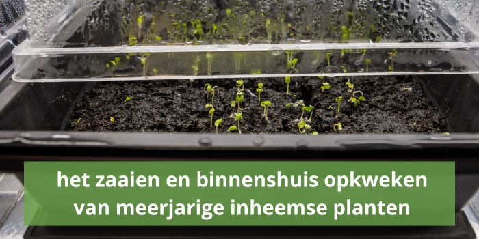 het zaaien en binnenshuis opkweken van meerjarige inheemse planten