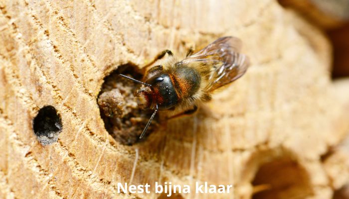 nest van metselbij bijna klaar