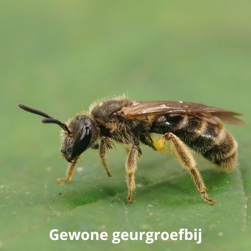 gewone geurgroefbij