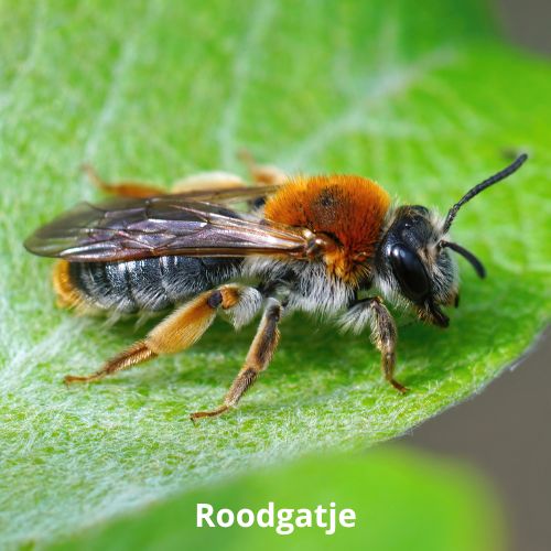 roodgatje