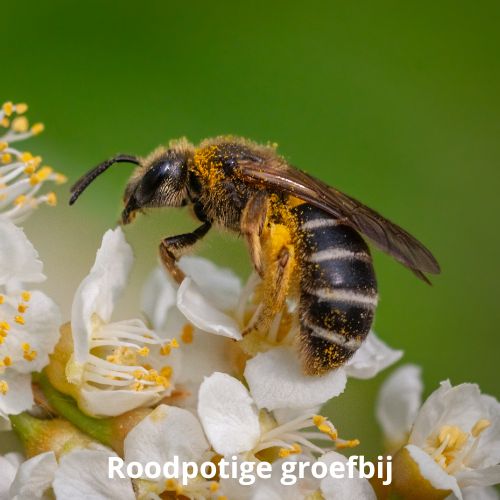 roodpotige groefbij