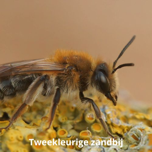 tweekleurige zandbij