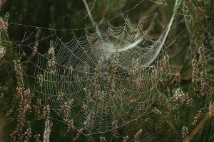 Spinneweb in de vroege ochtend 