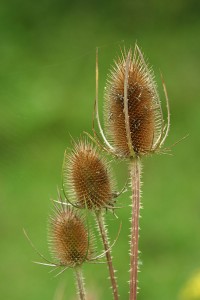                        Grote Kaardebol (Dipsacus fullonum)         