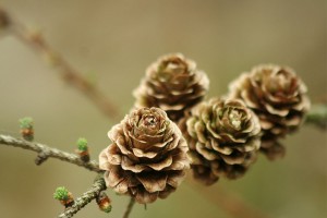 Japanse larix (Larix kaempferi) 