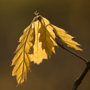    Blad van de Amerikaanse eik (Quercus rubra)  