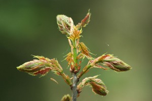 Ontluikend beukenblad (Fagus sylvatica) 