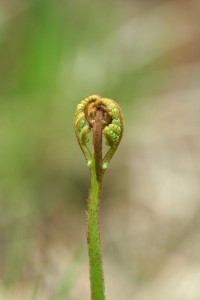 Adelaarsvaren (Pteridium aquilinum)              