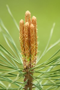 Bloeiwijze Grove den (Pinus sylvestris)                 