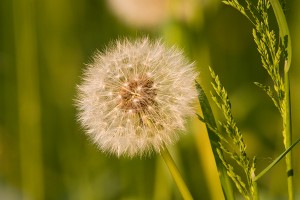    Zaden van de paardenbloem (Taraxacum officinale)  