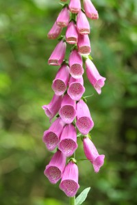 Vingerhoedskruid (Digitalis purpurea) 