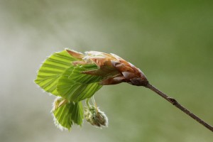   Jong beukenblad (Fagus sylvatica)  