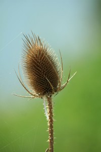 Grote Kaardebol (Dipsacus fullonum)                