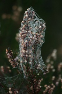   Gewone dopheide (Erica tetralix) 