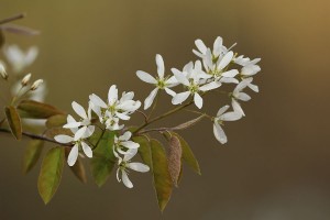    Krent in bloei (geslacht-Amelanchier)  