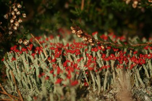 Rode heidelucifer (Cladonia floerkeana)                       