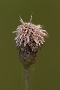       Knoopkruid (Centaurea jacea)      