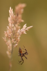 Kruisspin (Araneus diadematus)      