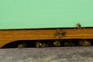  Bijen bezorgen het stuifmeel in de bijenkast