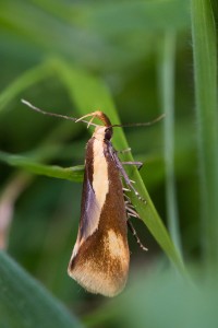  Nachtvlinder (Heterocera-groep vlinders met divers gevormde antennen)      