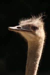 Struisvogel (Struthio camelus)  