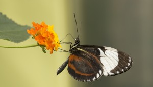  Vlinder (orde-Lepidoptera)   