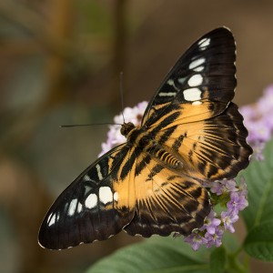  Vlinder (orde-Lepidoptera)   