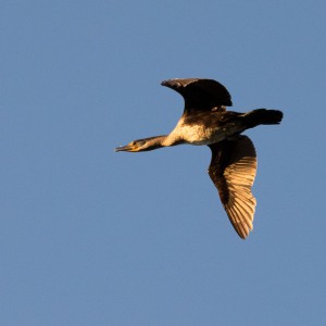 Aalscholver (Phalacrocorax carbo) 