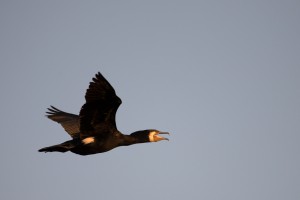 Aalscholver (Phalacrocorax carbo)  