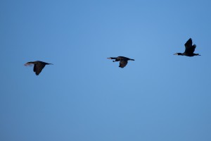 Aalscholver (Phalacrocorax carbo) 