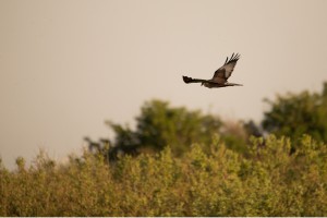 Bruine kiekendief (Circus aerunginosus) 