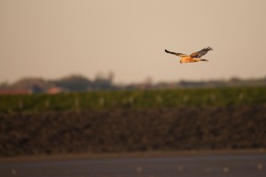 Bruine kiekendief (Circus aerunginosus)    