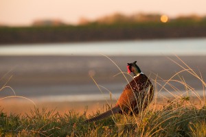 Fazant (Phasianus colchicus) 