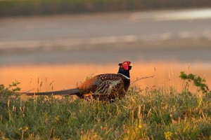 Fazant (Phasianus colchicus) 