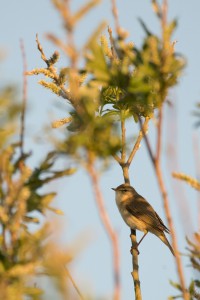 Fitis (Phylloscopus trochilus) 