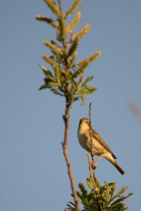 Fitis (Phylloscopus trochilus) 