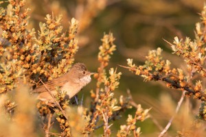 Grasmus (Sylvia communis)          