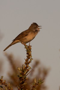 Grasmus (Sylvia communis)       