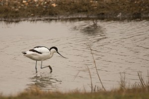 Kluut (Recurvirostra avosetta)   