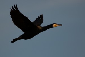 Aalscholver (Phalacrocorax carbo)  