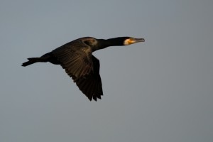 Aalscholver (Phalacrocorax carbo)  