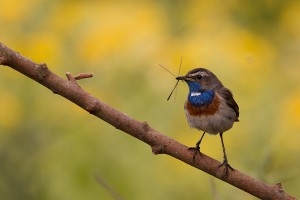 Blauwborst (Luscinia svecica)        