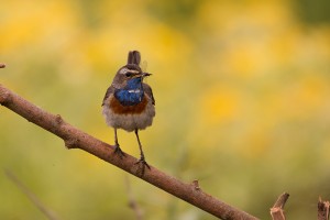 Blauwborst (Luscinia svecica)        