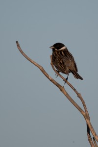 Rietgors (Emberiza schoeniclus)        