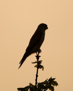 Torenvalk (Falco tinnunculus)        