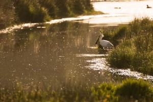 Lepelaar (Platalea leucorodia)        